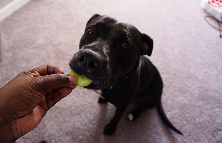 Gypsy the dog taking a cucumber treat out of a person's hand
