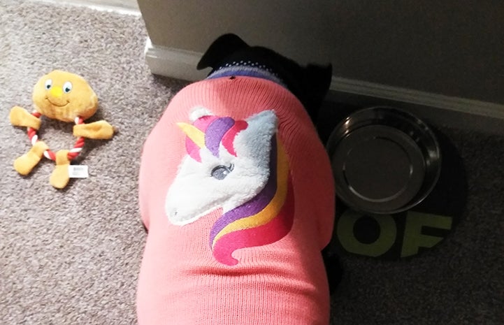 Gypsy the dog wearing a rainbow unicorn sweater