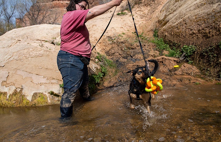 Woman playing with a toy with Bombay the dog in a creek