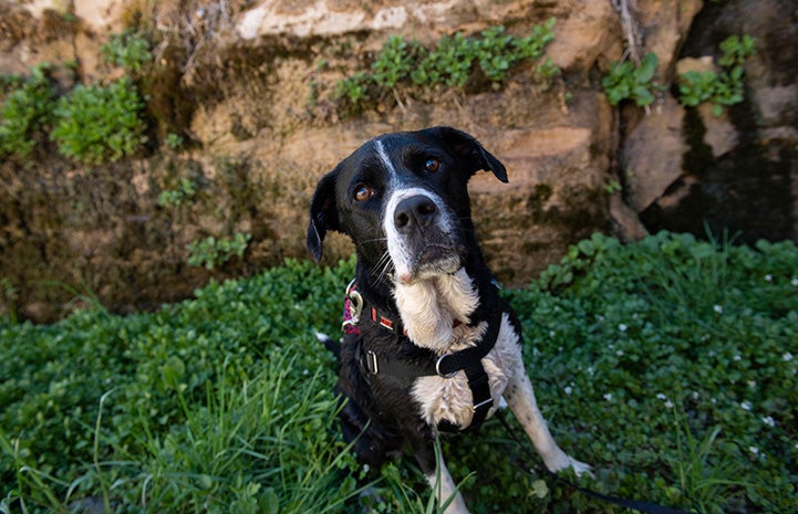 Trudy the dog sitting in some greenery with rocks behind her