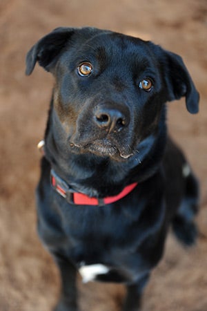 Caregiver Zach Mills chose Tuco the black Lab as his “project dog”
