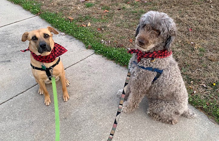 Charger/Chance the dog wearing a checkerboard bandanna on a leash on a walk outside with another dog