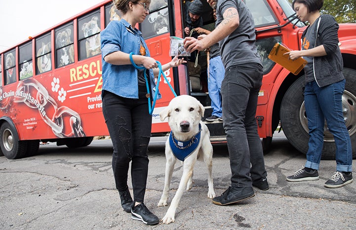 Large white dog wearing a blue bandanna getting of the transport bus