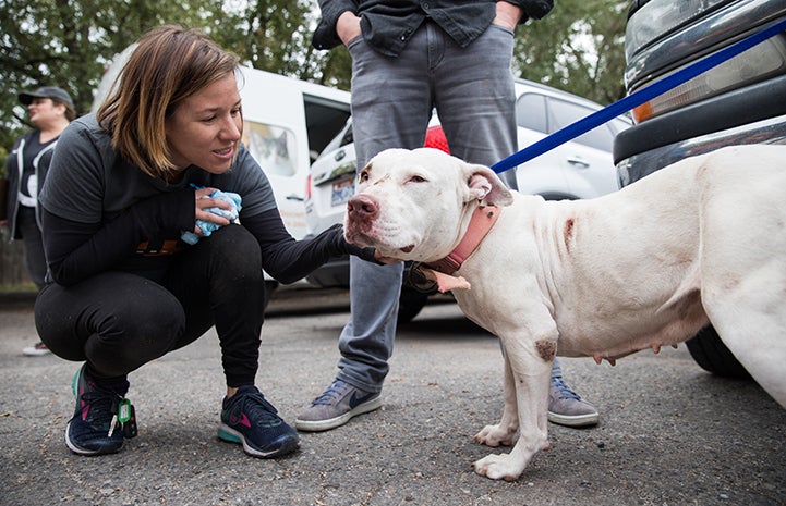 Woman crouching down to pet a white pit-bull-type dog