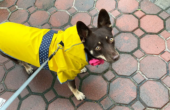 Magnolia the dog wearing a bright yellow raincoat while out on a walk