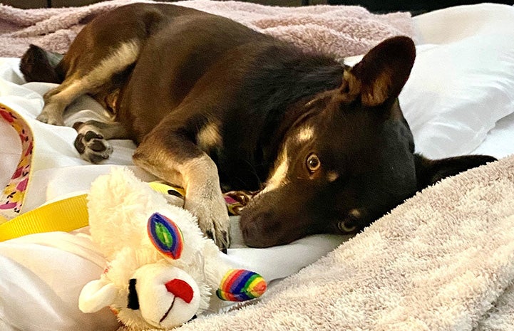 Magnolia the dog lying in a bed next to a Lambchop plush toy