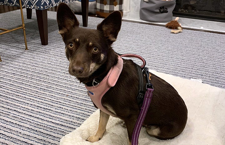Magnolia the dog wearing a harness and sitting on a mat