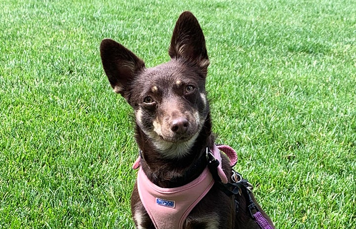 Magnolia the dog wearing a harness outside on some green grass