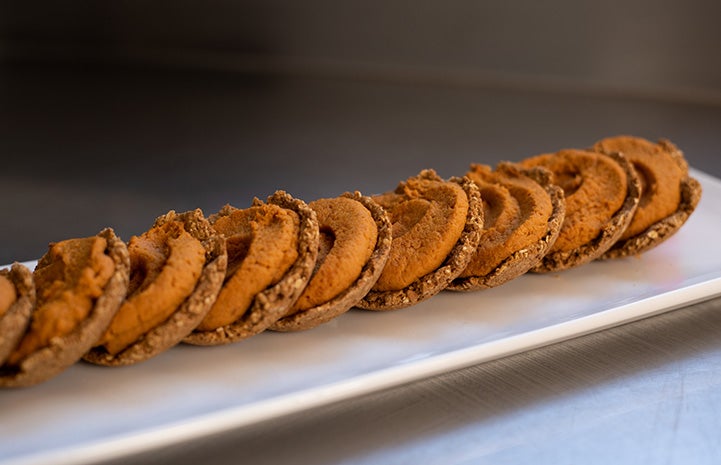 Bestie Bar pumpkin pie dog treats