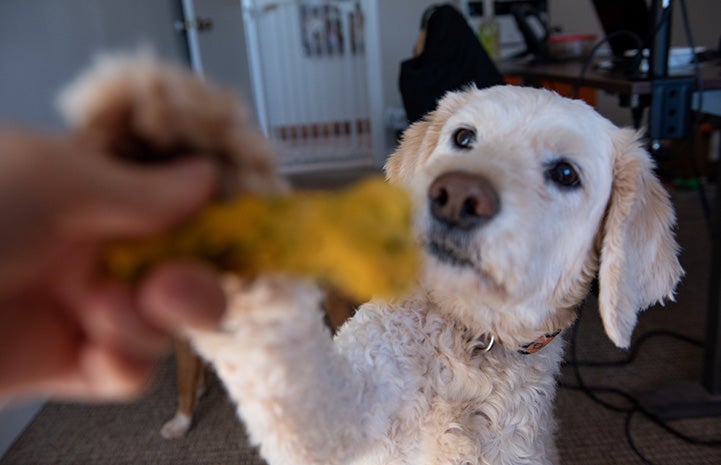 Knuckles the dog reaching up to ask for a Bestie Bars treat