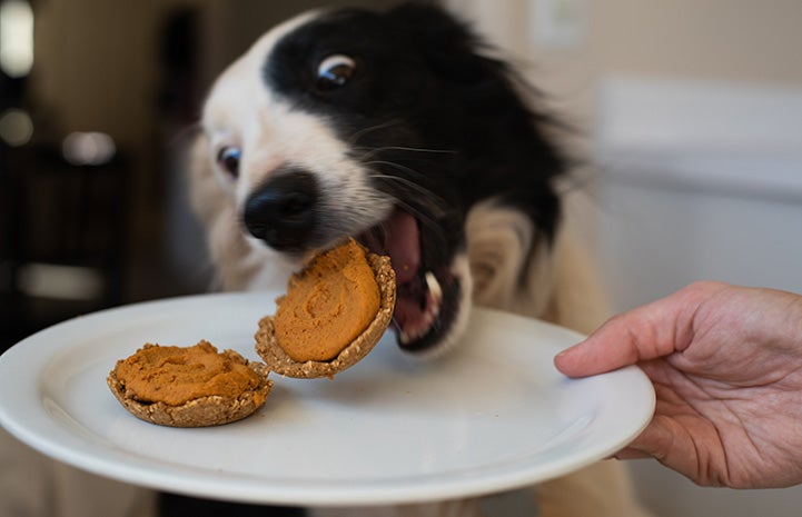Mona the dog eating a Bestie Bar pumpkin pie treat