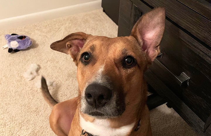 Brandy the dog looking at the camera with one ear up and one ear down