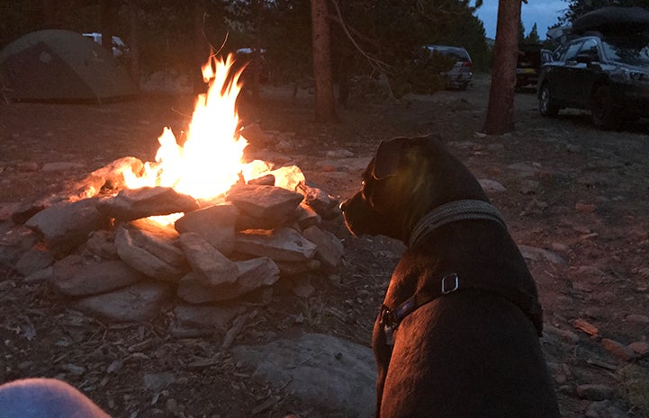 Pippin the dog enjoying a campfire