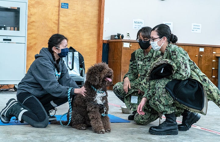 Military personnel wearing camouflage interacting with a Labradoodle-type dog