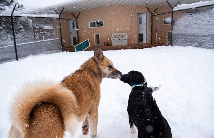 Freya and Pinwheel the dogs nose-to-nose outside in their run in the snow
