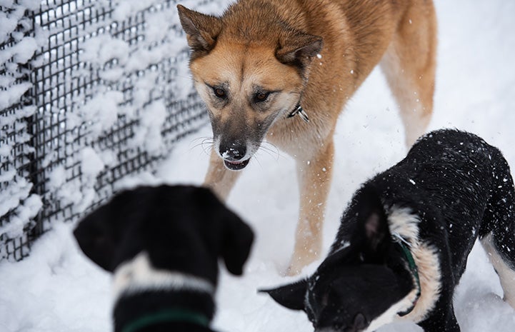Brown dog playing in the snow with two black and white dogs