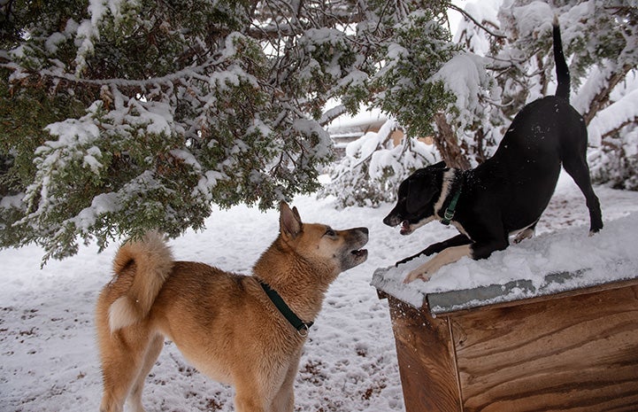 Freya and Saber the dogs barking at each other while playing in the snow