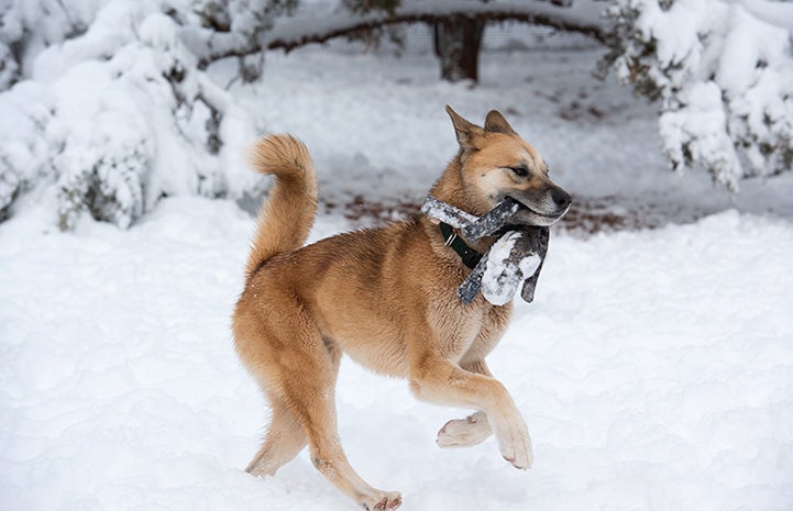 Freya the dog running in the snow with a toy in her mouth