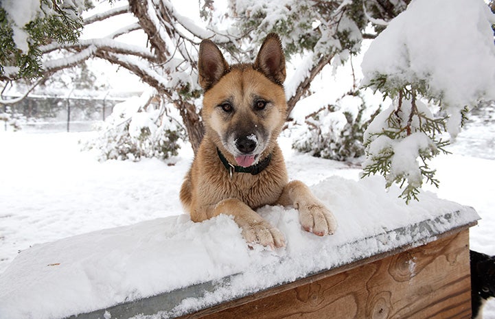 Freya the dog with front feet up on a snow-covered bench, with tongue sticking out