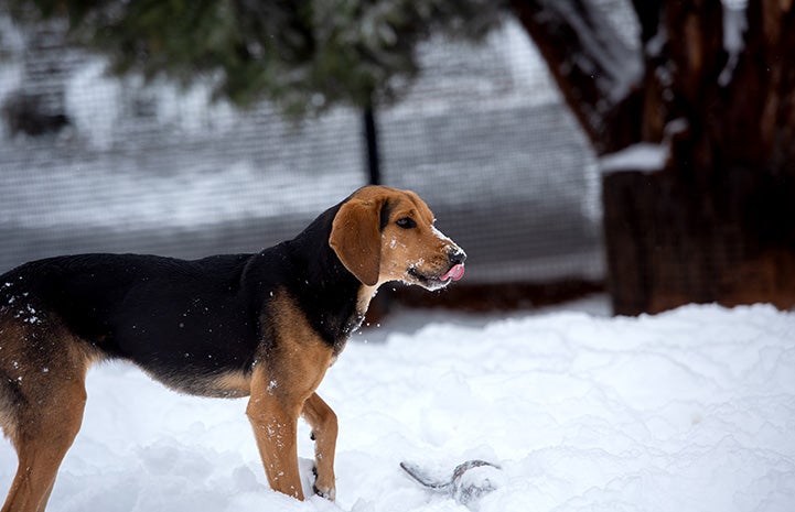 Black and tan dog licking his nose while standing in the snow