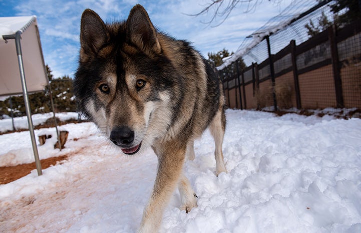 Mokie a malamute mix dog walking in the snow