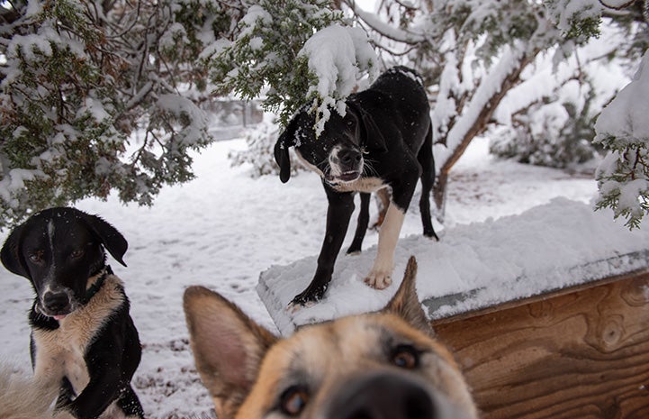 Freya the dog looking close at the camera with two black and white dogs behind her playing in the snow