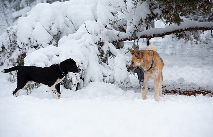 Freya and Pinwheel the dogs looking at each other in the snow