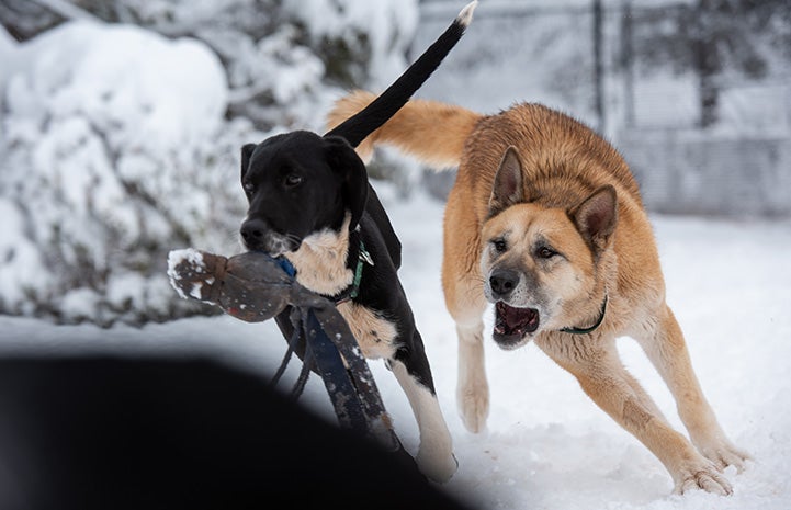 Pinwheel the dog running in the snow with a toy in his mouth while Freya the dog chases him