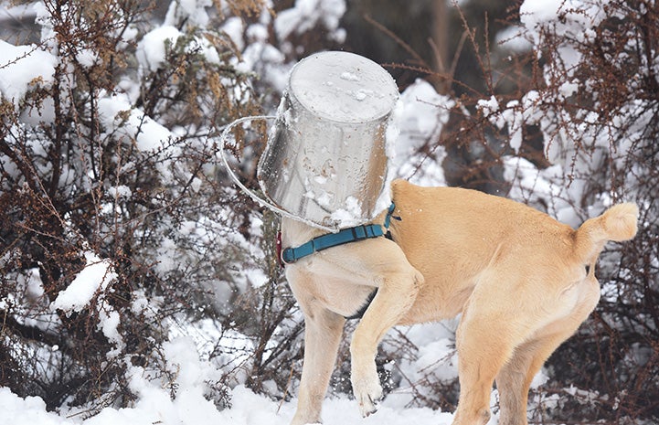 Tonya the dog playing in the snow with a bucket on her head