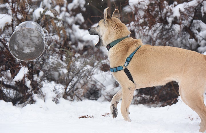 Shepherd mix dog playing by tossing a bucket in the snow