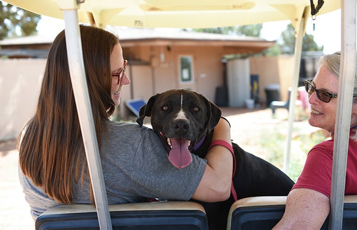 Sosa the dog getting a golf cart ride with Dogtown caregiver Jess Cieplinski and another person