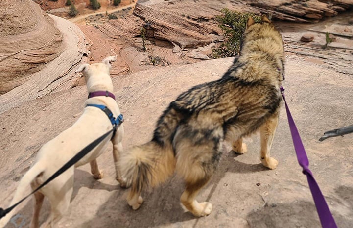 Taquito and Mokie the dogs on leashes out on a walk on a rock outcropping