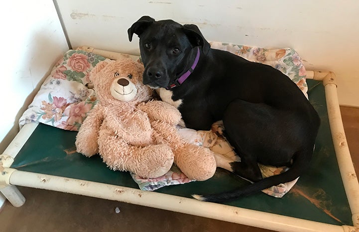 Tiptoni the dog lying in a Kuranda bed next to a stuffed bear