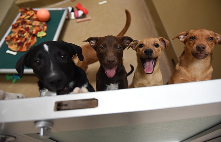 Line of four puppies all peeking over the half-door to their kennel