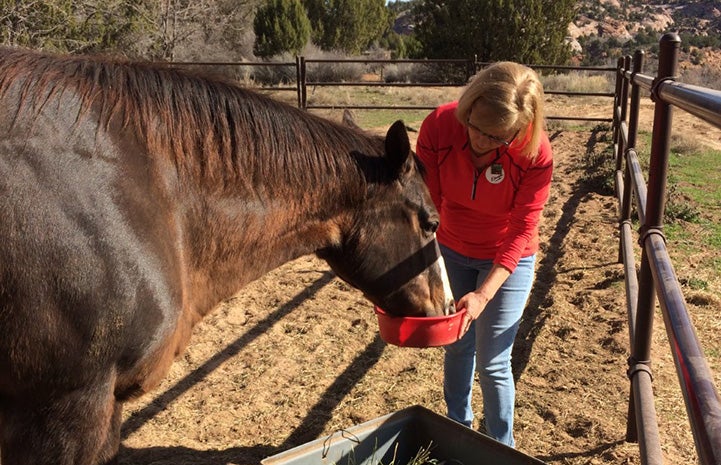 Woman volunteer feeding a horse out of a red bowl