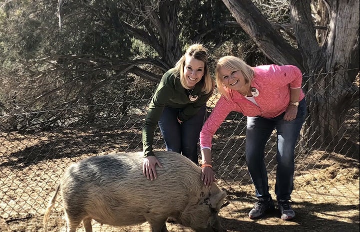 Two women volunteers bending down to pet a potbellied pig