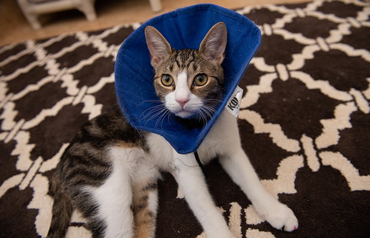 Bubbles the cat in a blue protective cone lying on a brown and white carpet