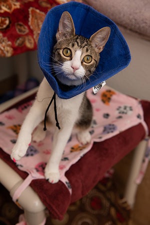Brown tabby and white cat, Bubbles, wearing a blue protective cone and jumping up on a cat bed