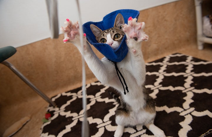 Bubbles the cat wearing a protective cloth cone while jumping up to play, paws open and wearing pink nail caps