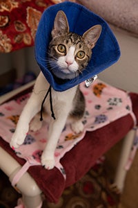 Bubbles the cat standing up on a cat tree and wearing a protective fabric cone