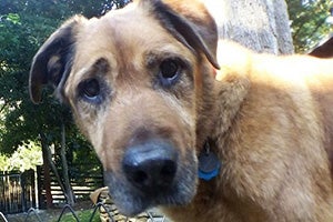 Spartacus, a senior dog who was adopted