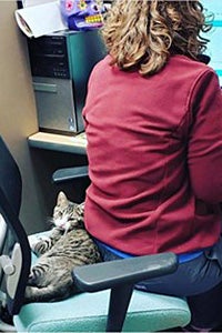Person sitting in an office chair next to a cat, while working on computer