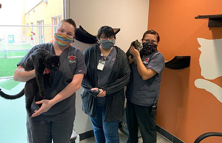 Group of three people holding cats in a shelter room