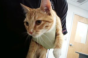 Milo the orange and white tabby cat