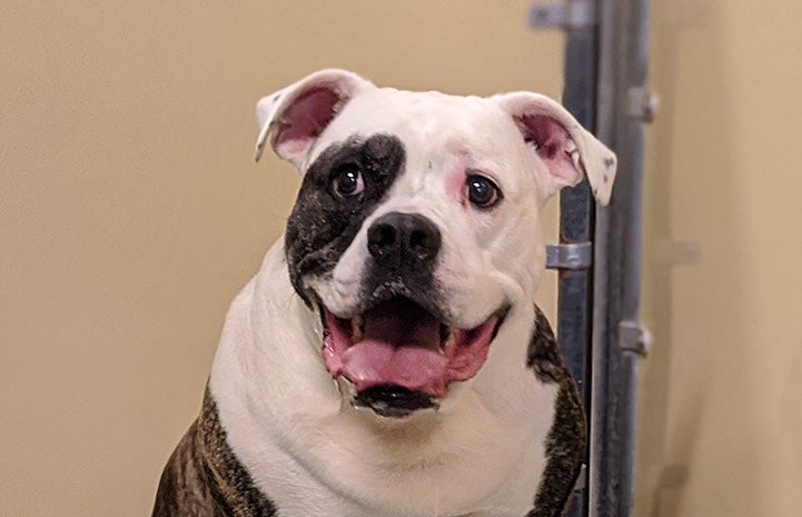 Nanook the dog smiling