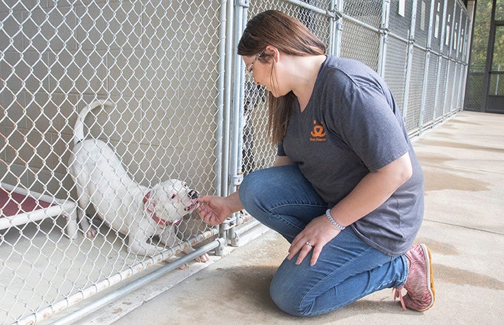 Person wearing Best Friends shirt kneeling down to interact with a dog in a kennel who is doing a play bow