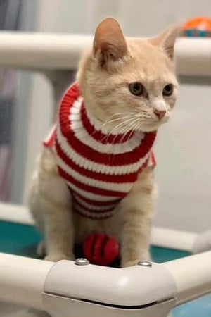 Cream colored kitten wearing a red and white striped sweater
