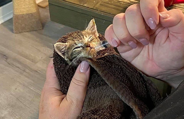 Giving some liquid to a neonatal tabby kitten wrapped in a towel via a syringe