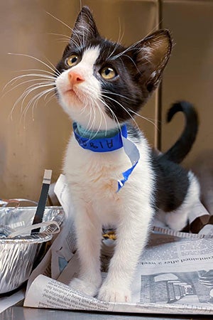 Black and white kitten wearing a paper collar standing in a kennel