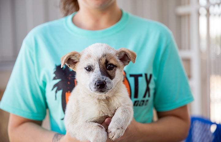 Person holding an Australian heeler-type puppy